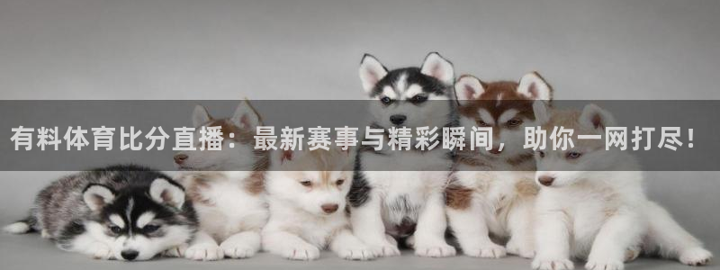 有料体育比分直播：最新赛事与精彩瞬间，助你一网打尽！