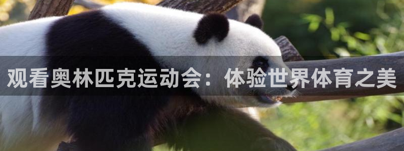 观看奥林匹克运动会：体验世界体育之美