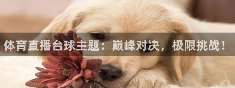 体育直播台球主题：巅峰对决，极限挑战！