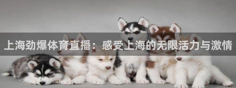 上海劲爆体育直播：感受上海的无限活力与激情