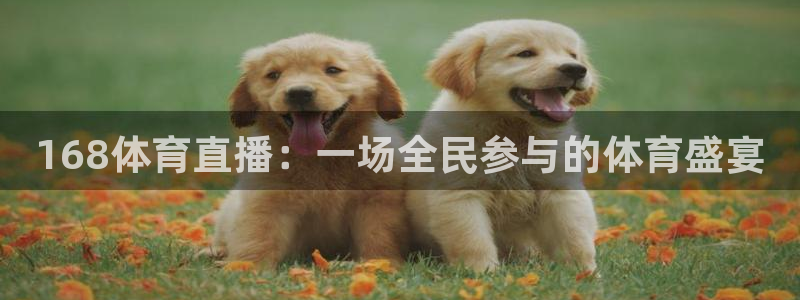 168体育直播：一场全民参与的体育盛宴